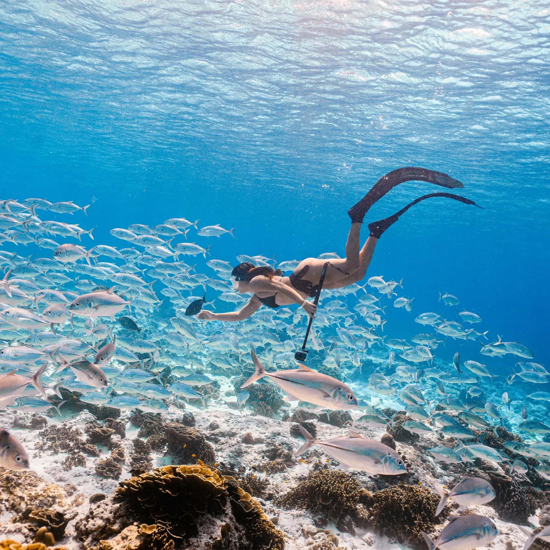 Snorkeler gliding over a coral reef through a dense school of silver fish in the Andaman Sea
