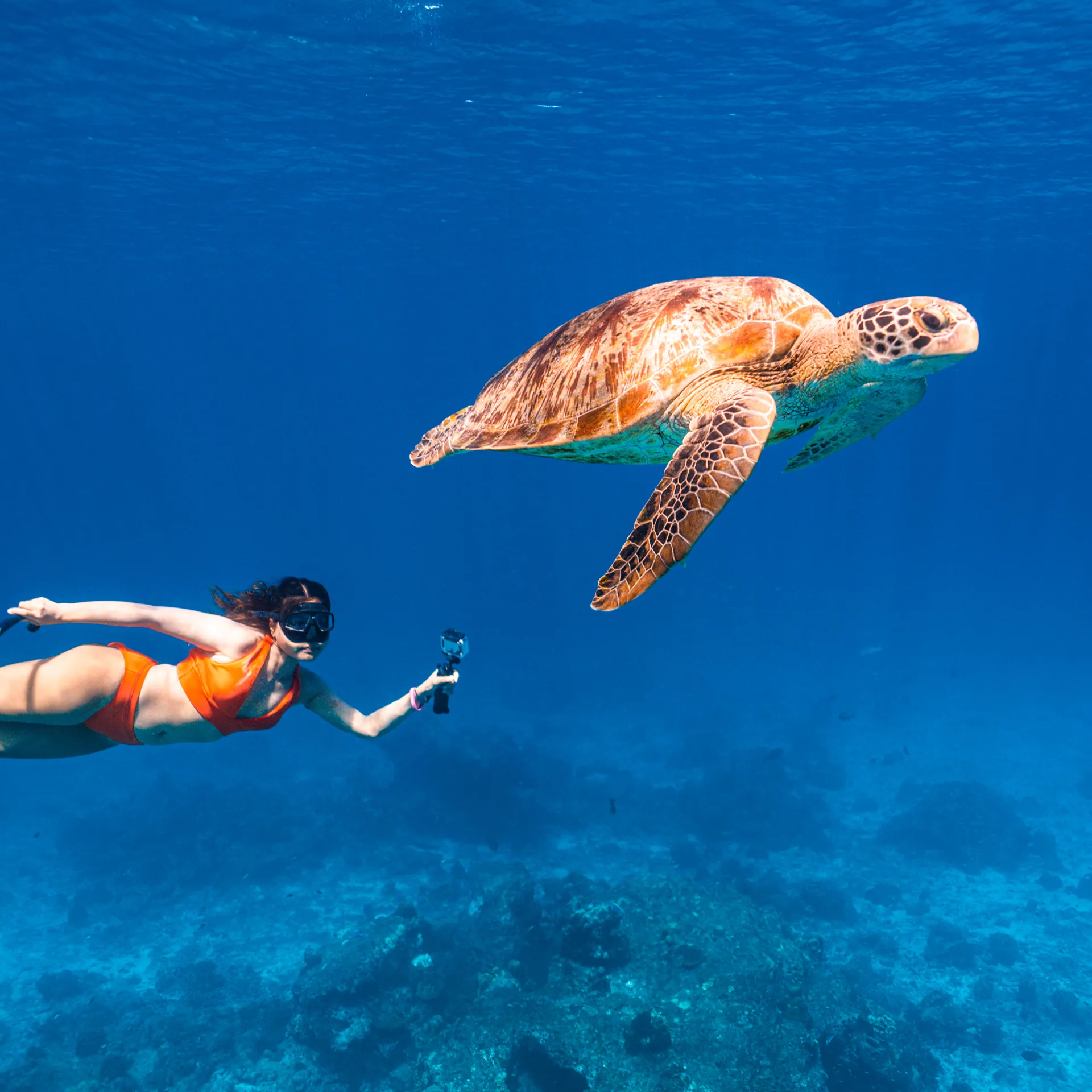 Freediver swimming beside a green sea turtle in clear blue water