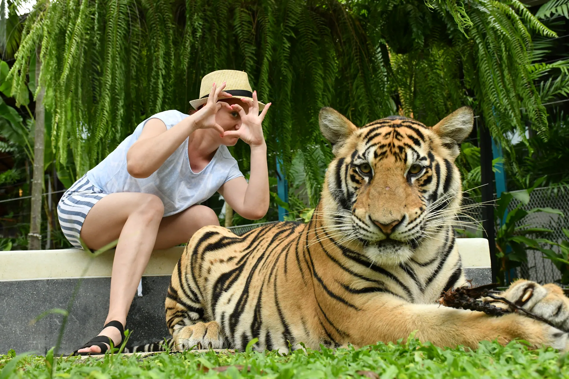 A visitor in a straw hat posing beside a tiger resting under ferns at a Phuket wildlife attraction